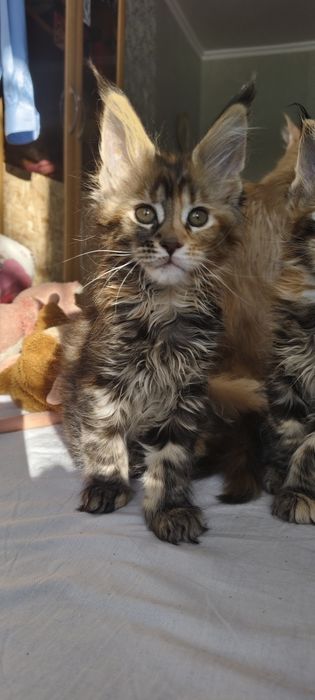 Мейнкун, коты гиганты