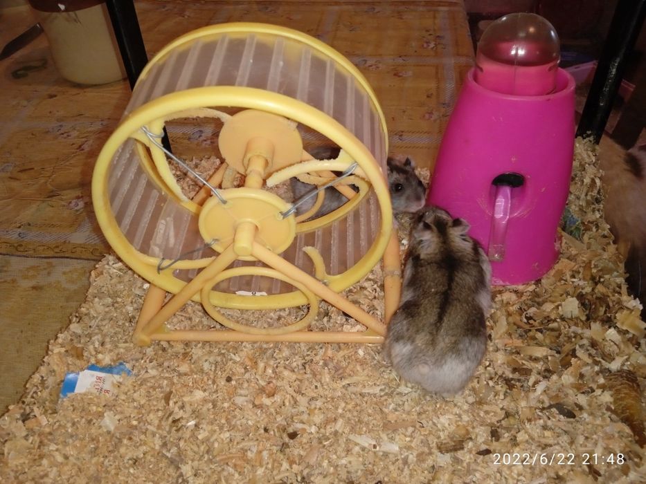 Шары прогулочные для грызунов