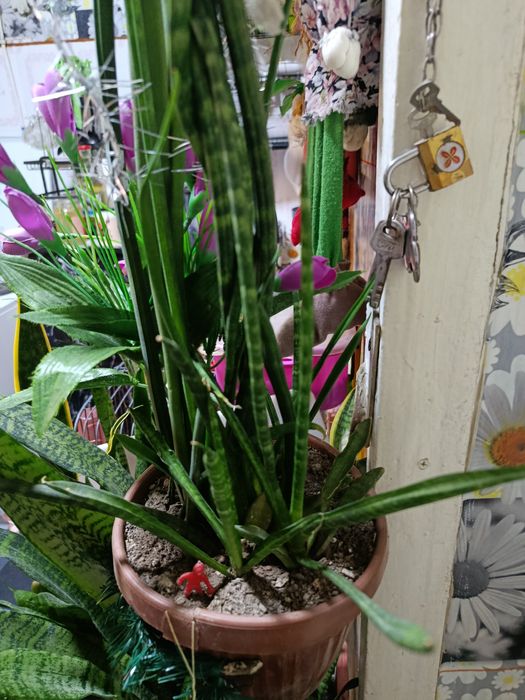 Продаются сансеверии