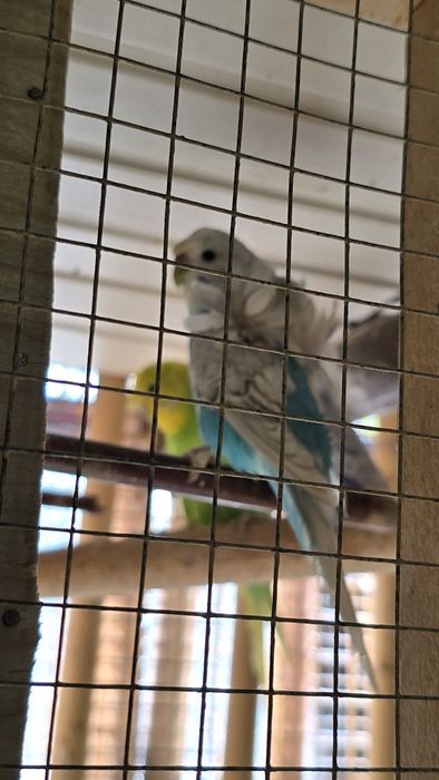 Попугай волнистые бабочка