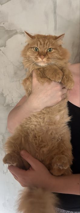 Найден рыжий кот