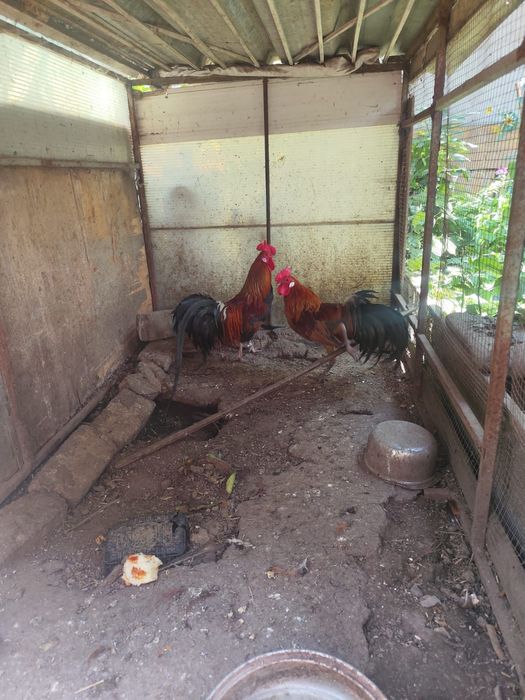 Продам петухов финские