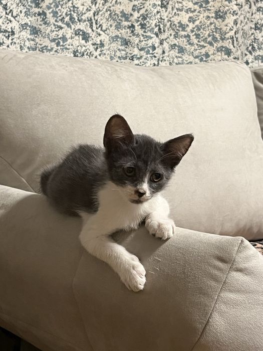 Котенок отдам в хорошие руки