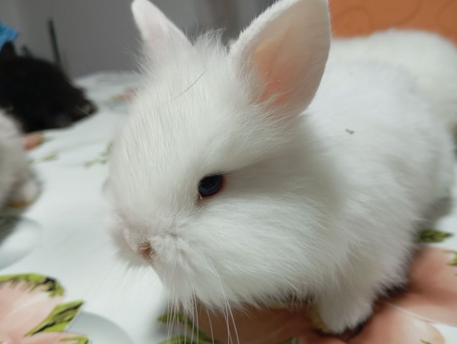 Iepurași Cap de Leu disponibili – 1,5 luni
Se vând 5 iepurași din rasa