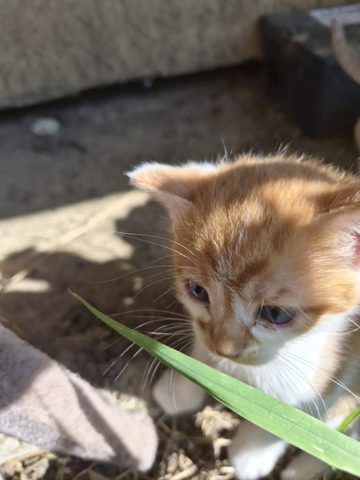 Pisicute spre adoptie