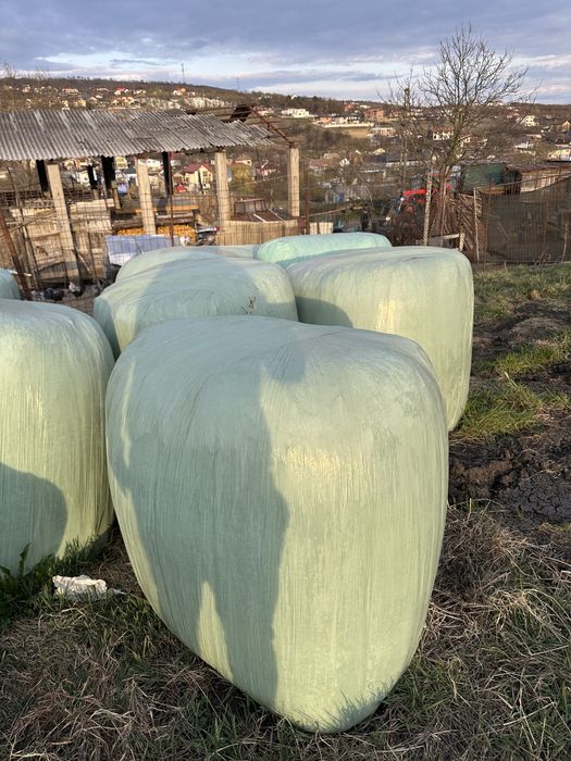 Baloti lucerna infoliati