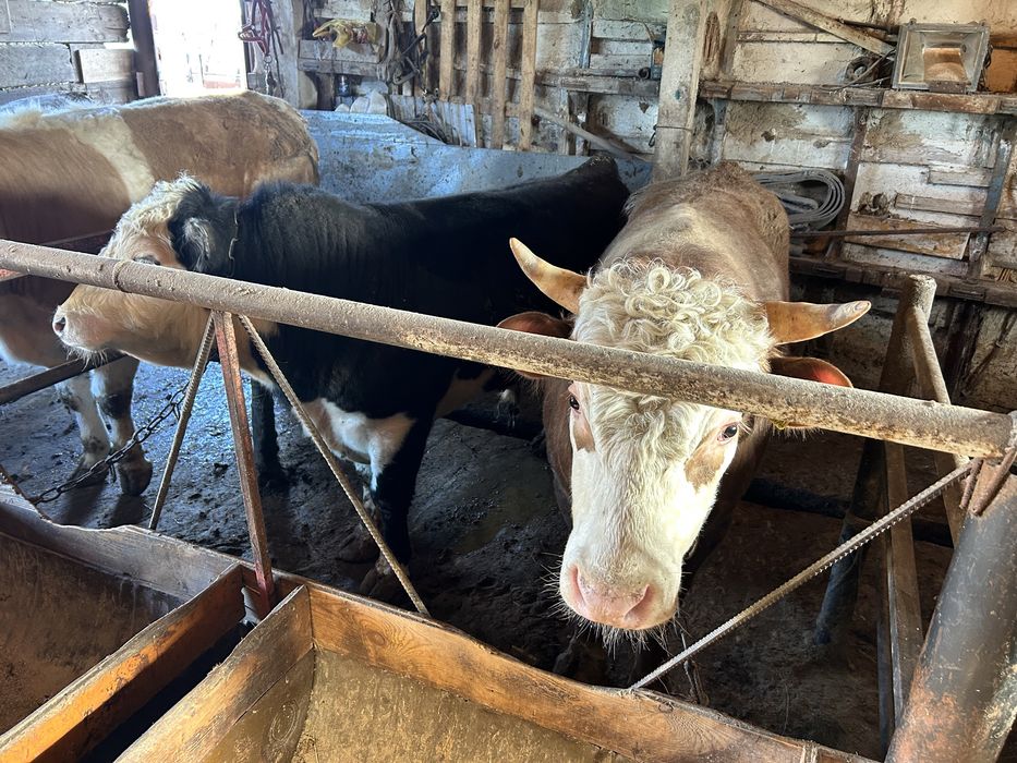 Откорм бычки 6 голов