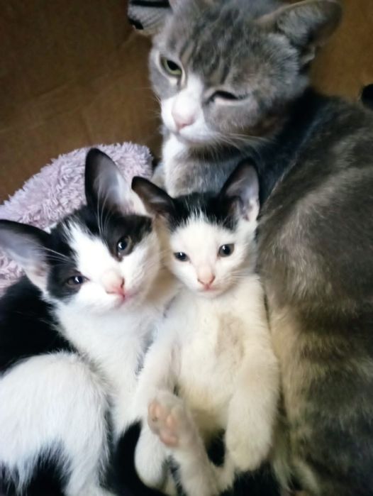 Бесплатно котята девочки