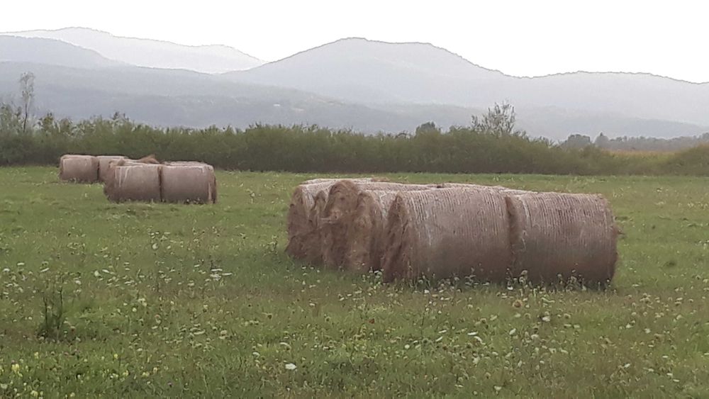 Vand fân, baloti rotunzi ,productie 2025.