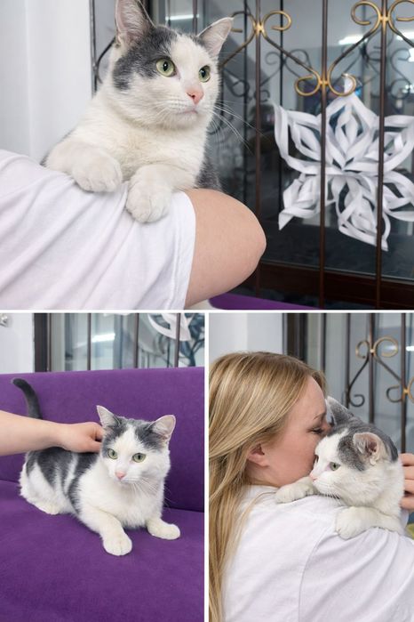 Котика в добрые руки