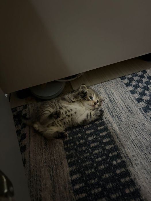 котята вислоухие