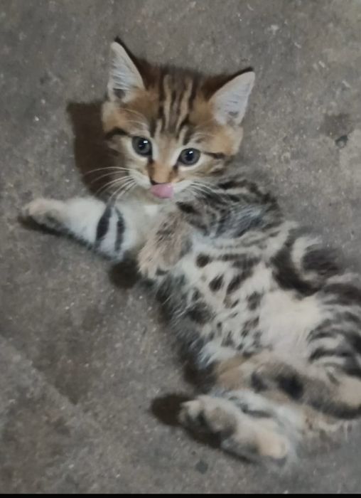 Продам котят (девочки)