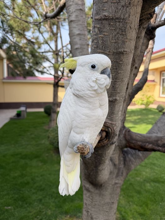 Жолта хохлый Какаду сотилади ручной 10 ойли куш, гапиришни энди бошлав
