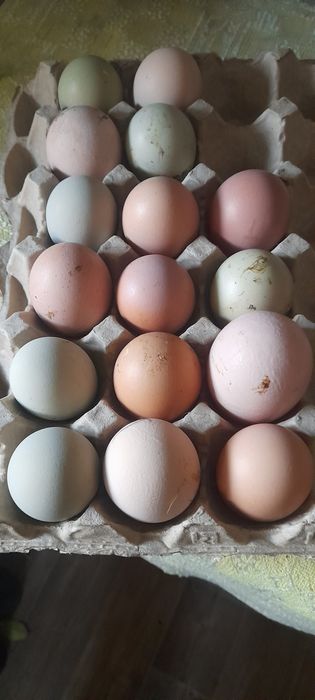 Инкубационное чйцо