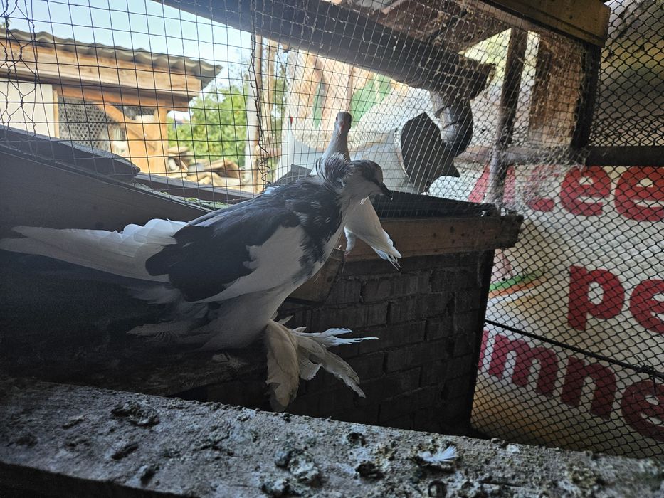 Porumbei uriasi magheari