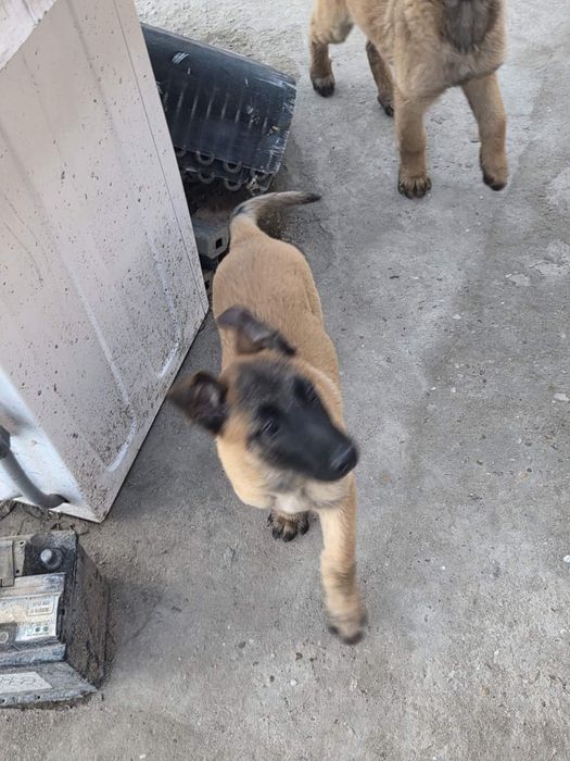 Белгийска овчарка малиноа