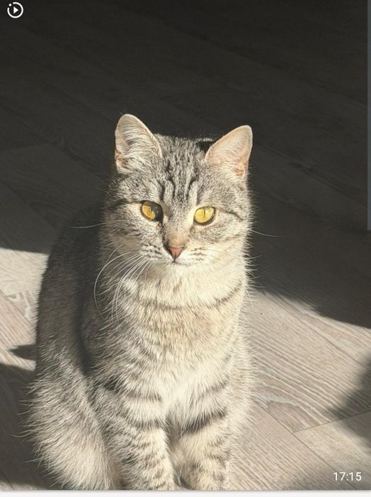 Отдам в добрые ручки