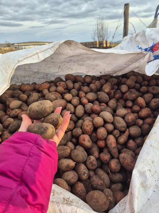 Cartofi pentru animale