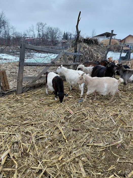 Vand capre toate la gramada