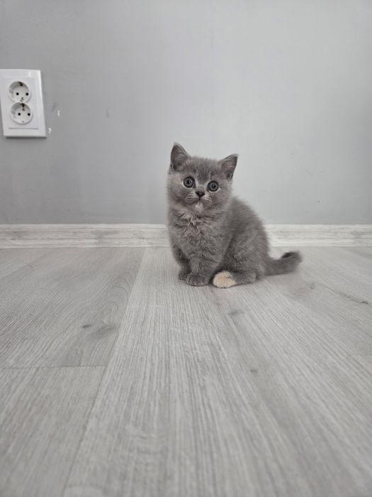 Британски късокосмести котета