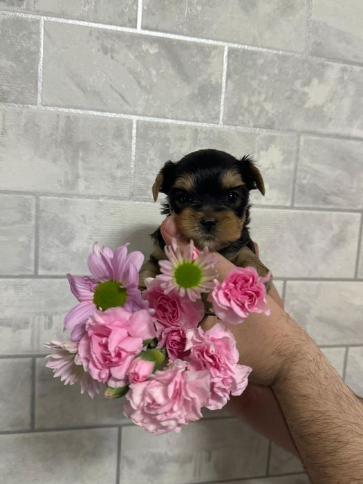 Микро мальчик йоркширского терьера