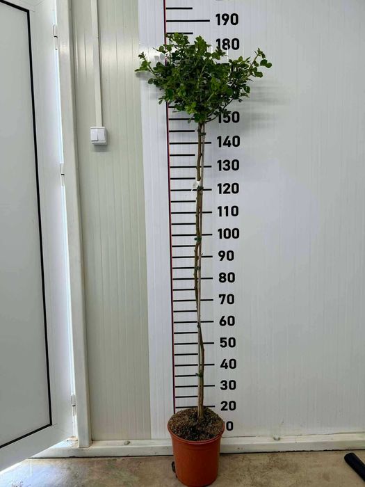 Рози (Щамбови, храстовидни и влачещи)