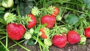 Продам рассаду клубники (ЗКС)