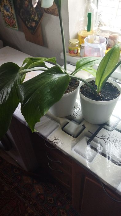 Продам  цветы недорого