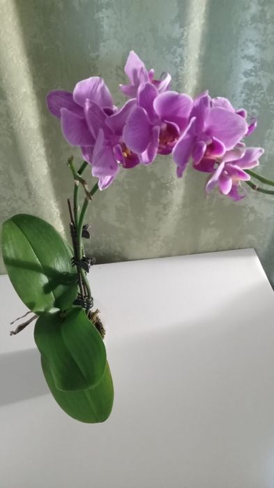 Шикарная орхидея фаленопсис