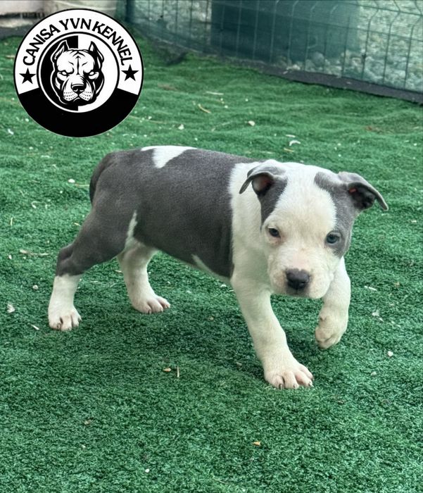 Amstaff blue.