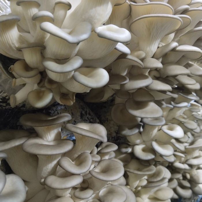 Грибы Вешенка свежие