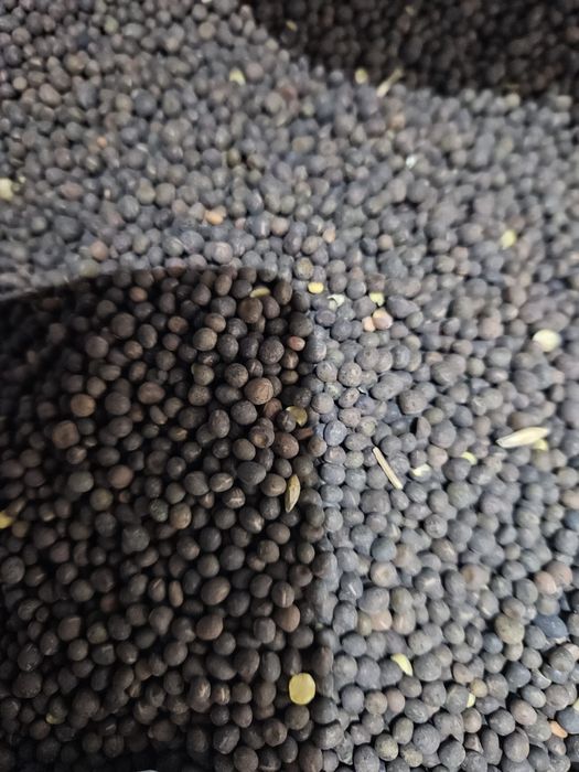 Sămânță Mazariche pentru Borceag, Sorg Roșu, Sudan, Ovăz, Orzoaica