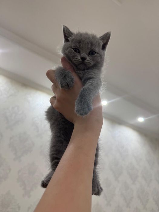 Британские котята