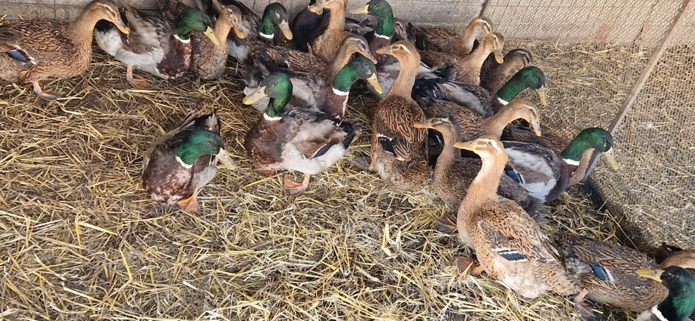 Oua rate rouen expozitie