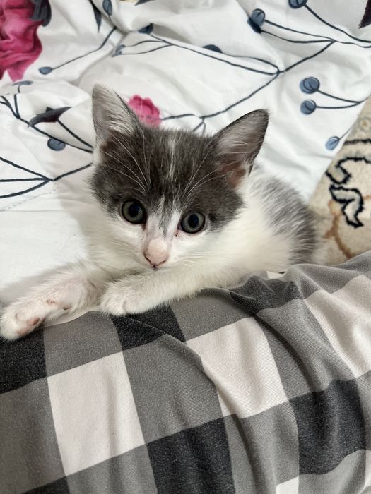 Ищем дом для котёнка. Девочка 3 месяца.