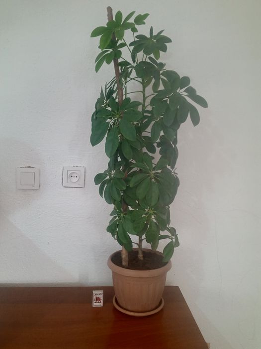 Шефлера гүлін сатамын