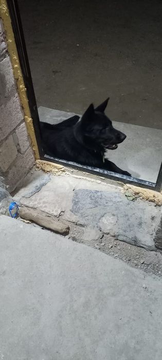 Күшік сатылады Неміс