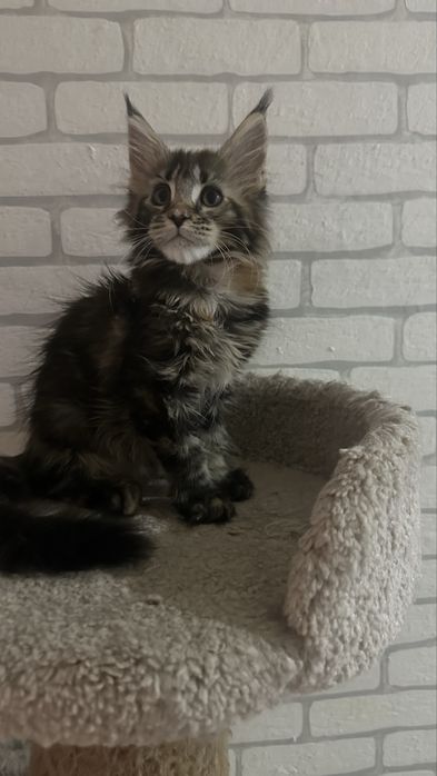 питомник&породистых&котят&