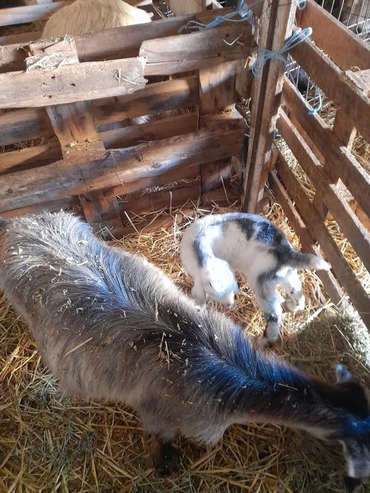 Vând tapisori metis