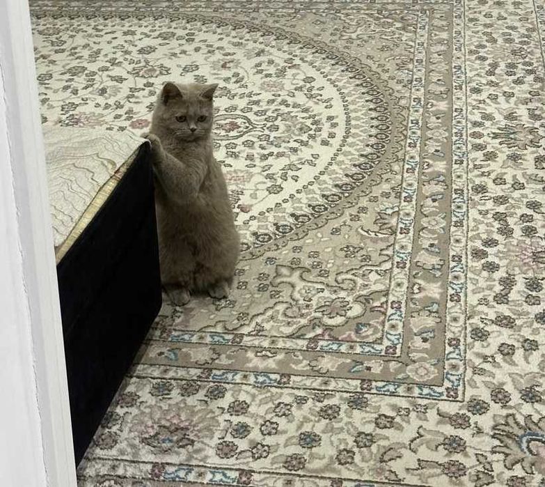 котята полу британские