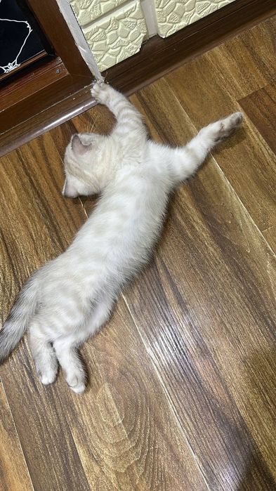 Котята вислоухие британцы продаются