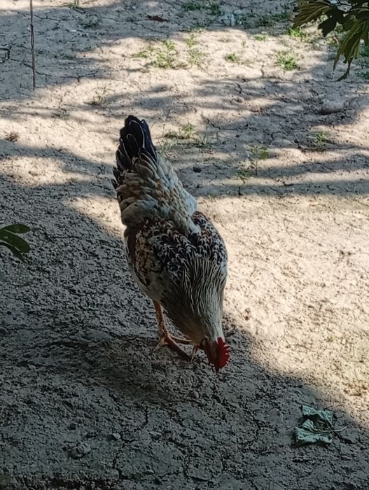 Horozlar sotiladi 6 oylik