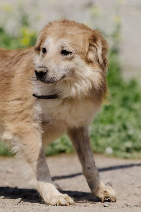 Рокки ждет своего человека!