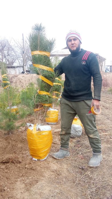 Qrim majvinik sasna tuya bor