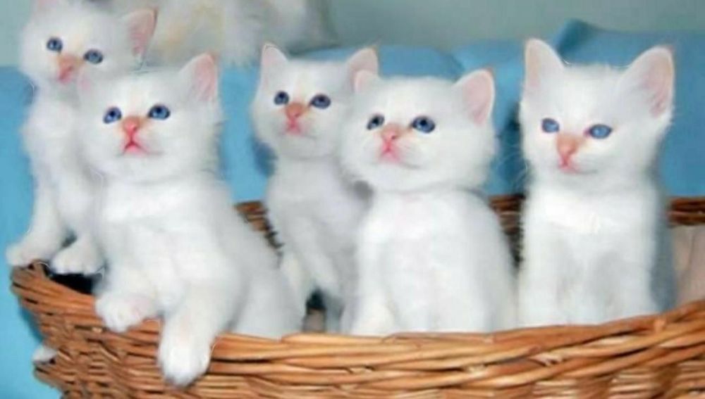В любящие ручки котята