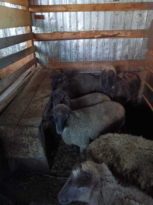 Miei intarcati 30 55kg