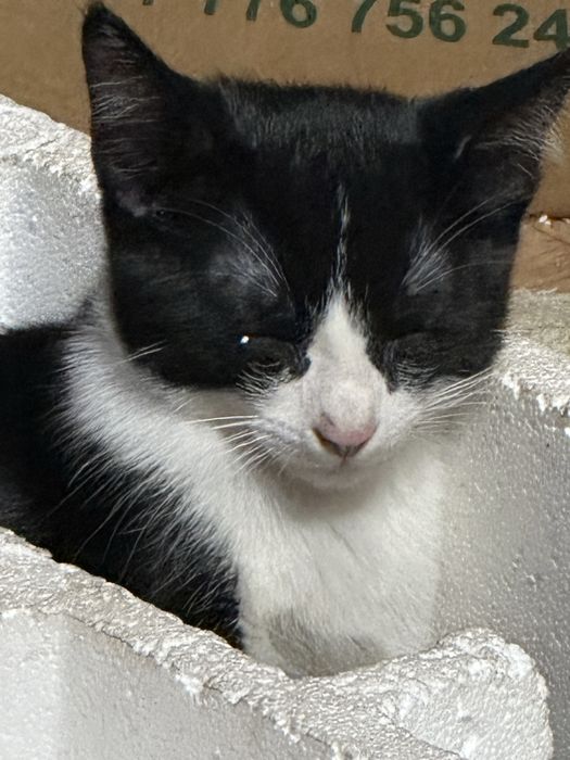 Котята в добрые ручки!