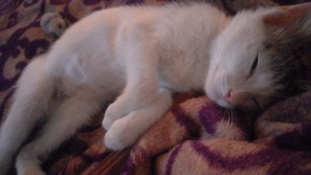 Отдам котёнка 2 месяца. Мальчишка.