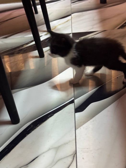 Отдадим  котят бесплатно