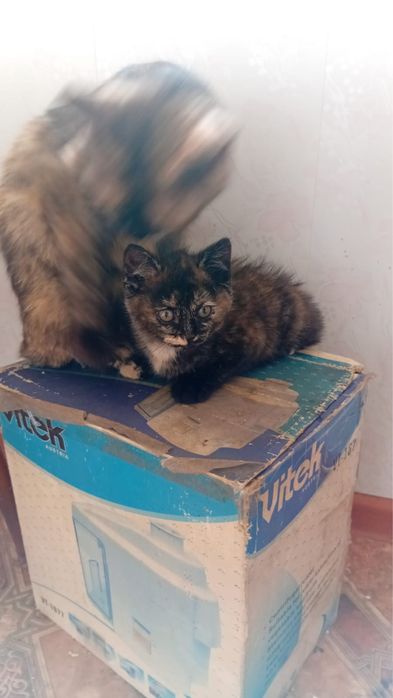 Отдам котят бесплатно